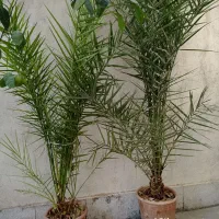 درخت نخل زینتی