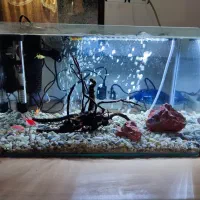 اکواریوم شرکتی