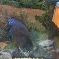 دیسکس ردکاور های بادی|ماهی|قم, در بهشت|دیوار