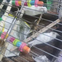 عروس هلندی نر و ماده البینو|پرنده|مهرگان, |دیوار