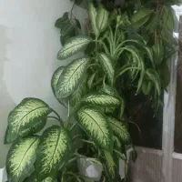 فروش گل های بزرگ