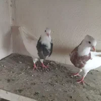 کبوتر طوقی و کله|پرنده|مشهد, امام رضا (ع)|دیوار