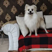 سگ ماده پامر اشپیتز ۱سال و نیمه