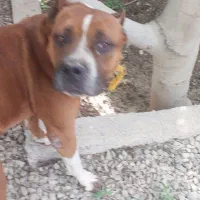 پیتبول نر|سگ|تهران, فردوس|دیوار