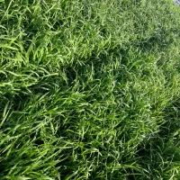 تیم بذر نشا دستگاهی سینی مکانیزه