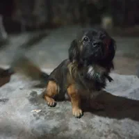 سگ فروشی|سگ|برازجان, |دیوار