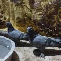 یک جفت سبز هما پرپا|پرنده|ریگان, |دیوار