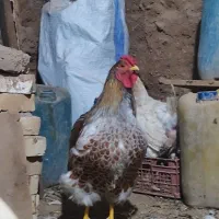 خروس ویاندوت امریکایی