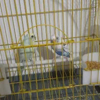 ی جفت مرغ عشق به فروش میرسد