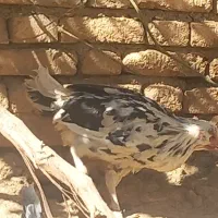 خروس|حیوانات مزرعه|لاران, |دیوار