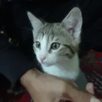 گربه خونگی خوشگل رایگان|گربه|گرگان, |دیوار