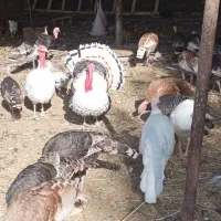 تخم نطفه دار بوقلمون