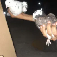 کفتر