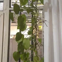 گل طبیعی بتوس