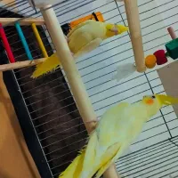 یک جفت عروس هلندی بالغ