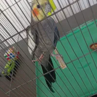 عروس هلندی پیدا کردیم