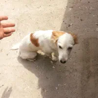 سگ پاکوتاه