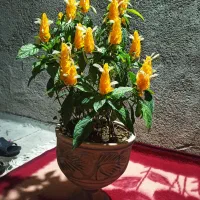 گل طبیعی