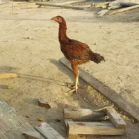 لاری اصیل|حیوانات مزرعه|سیمین شهر, |دیوار