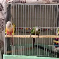 جفت سخنگو رام|پرنده|تهران, مینای شمالی (مخبر)|دیوار