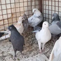 کبوتراصفهانی