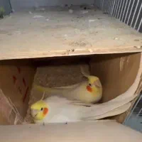 عروس هلندی|پرنده|چمران, |دیوار