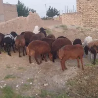 بره نروماده|حیوانات مزرعه|تایباد, |دیوار
