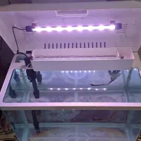 آکواریوم شرکتی برند دلسا اصلی، درحدنو|ماهی|بندرعباس, |دیوار