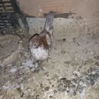 کبوتر پرشی|پرنده|پاکدشت, پاکدشت (مامازند)|دیوار