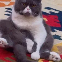 واگذاری گربه اسکاتیش بلو فولد نر عقیم نشده