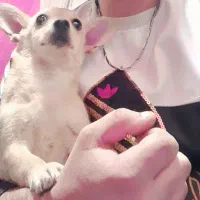 سک پاکوتاه ماده