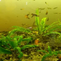 فروش ماهی گوپی مولد نژاد دار سالم سرحال