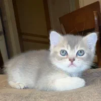 گربه|گربه|رشت, گلسار|دیوار