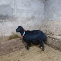 شیشک قزل افشار آبستن