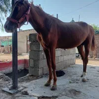 اسب