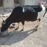 گاو فروشی|حیوانات مزرعه|کرباسک, |دیوار