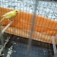 فروش قناری ماده آماده