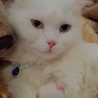 گربه