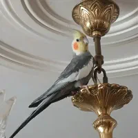 عروس هلندی نر