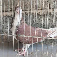 کفتر دم گیر|پرنده|ابریشم, |دیوار