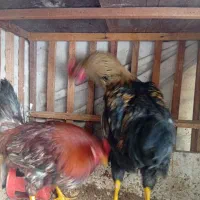 مرغ و خروس محلی|حیوانات مزرعه|شیراز, کوشک میدان|دیوار