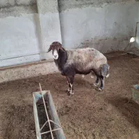 تخمی نر قوچ