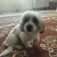 واکذاری سگ