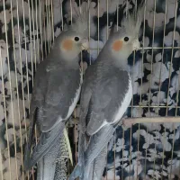 حراج عروس هلندی سینامون زیر قیمت