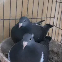 پلاکی