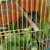 خرگوش|موش و خرگوش|شوشتر, |دیوار