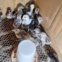 جوجه برهما دارک