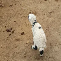 میش بره جوان|حیوانات مزرعه|ایثار, |دیوار