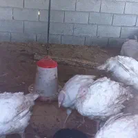 بوقلمون گوشتی بیوتی