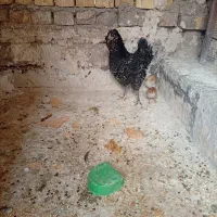 مرغ گلین|حیوانات مزرعه|قم, یزدانشهر|دیوار